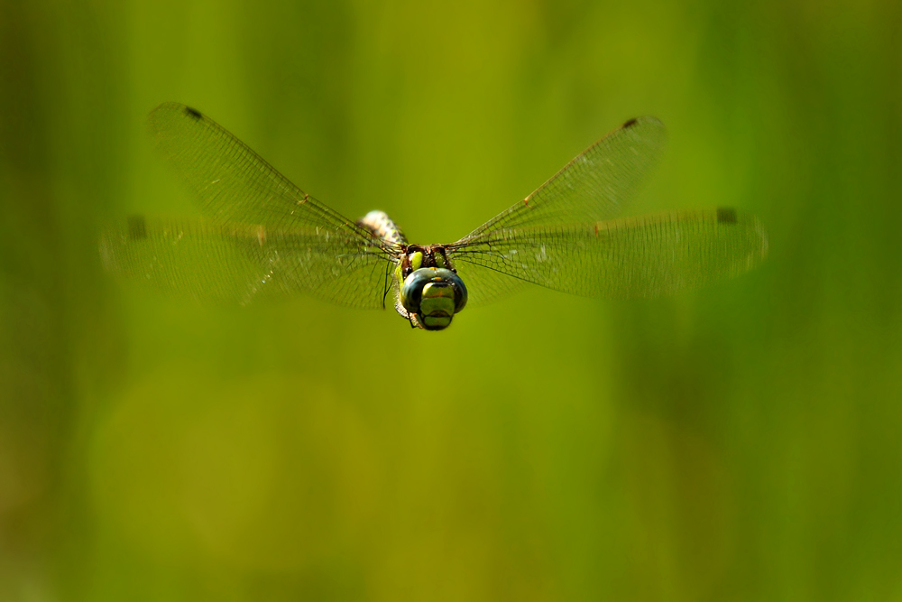 DSC 6197 Königslibelle 1000