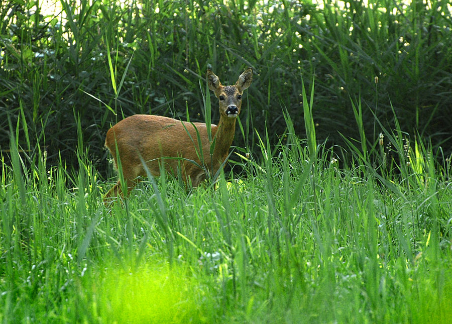 DSC 6198 Reh 900