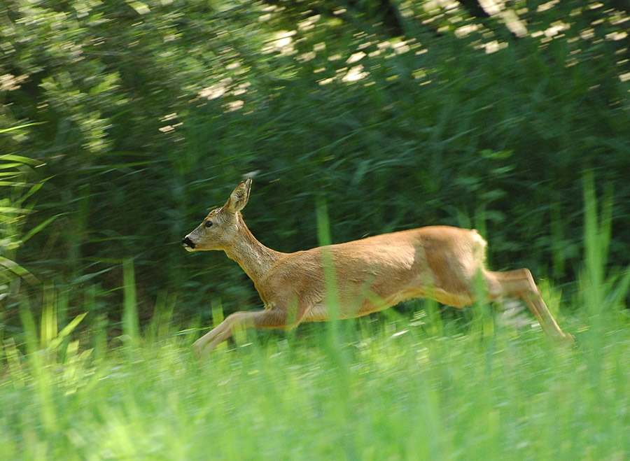 DSC 6199 rehII 900