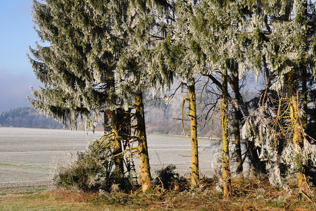 DSC 6208 Silvester