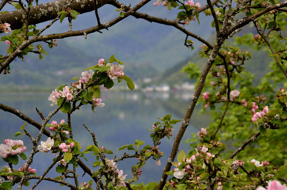 DSC 6249 Apfelblüte