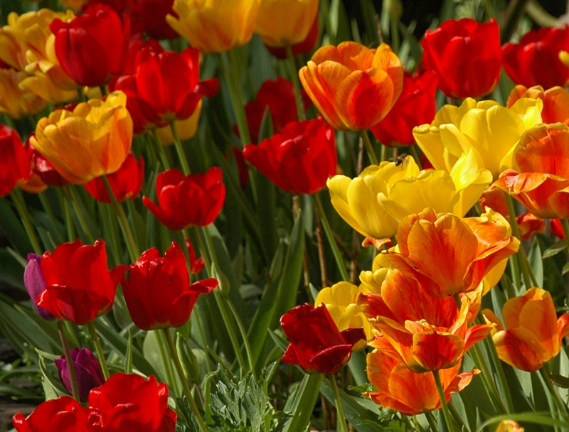 DSC 6249 Tulpen 800