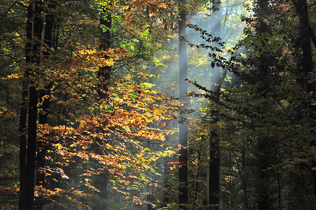 DSC 6270 Herbst NÖ 1024