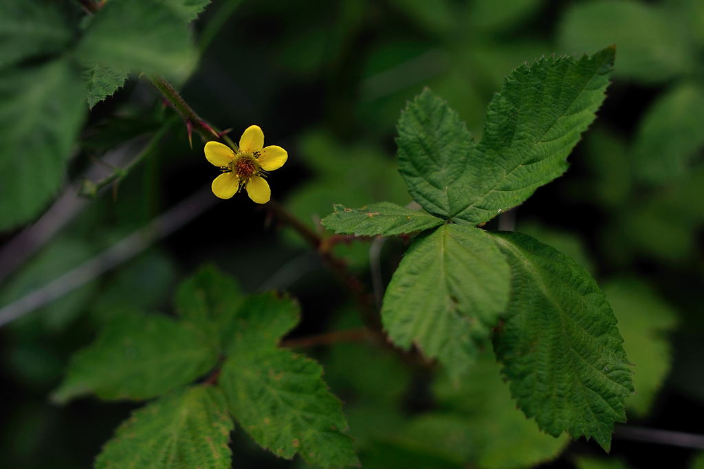 DSC 6306pb