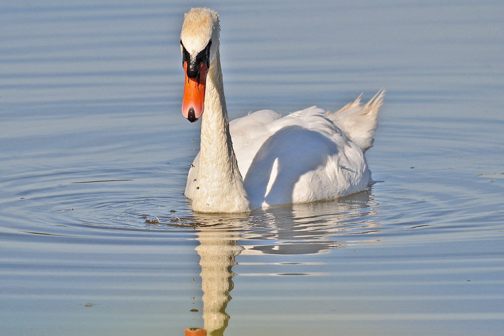 DSC 6311 Schwan 1000