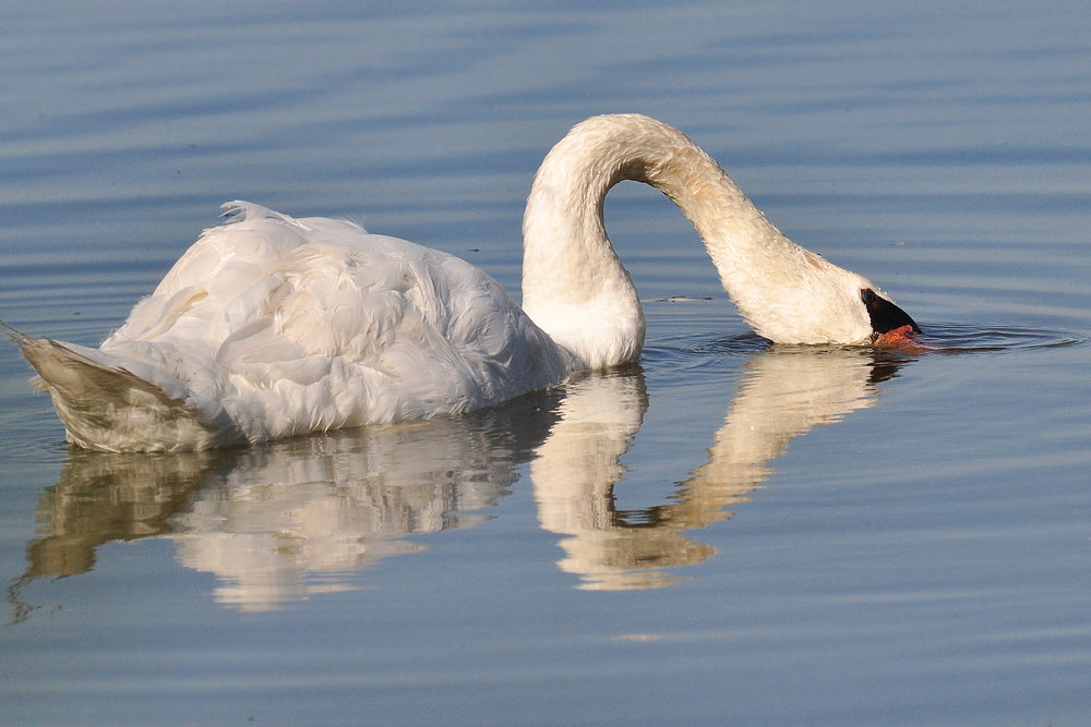 DSC 6315 Schwan 1000