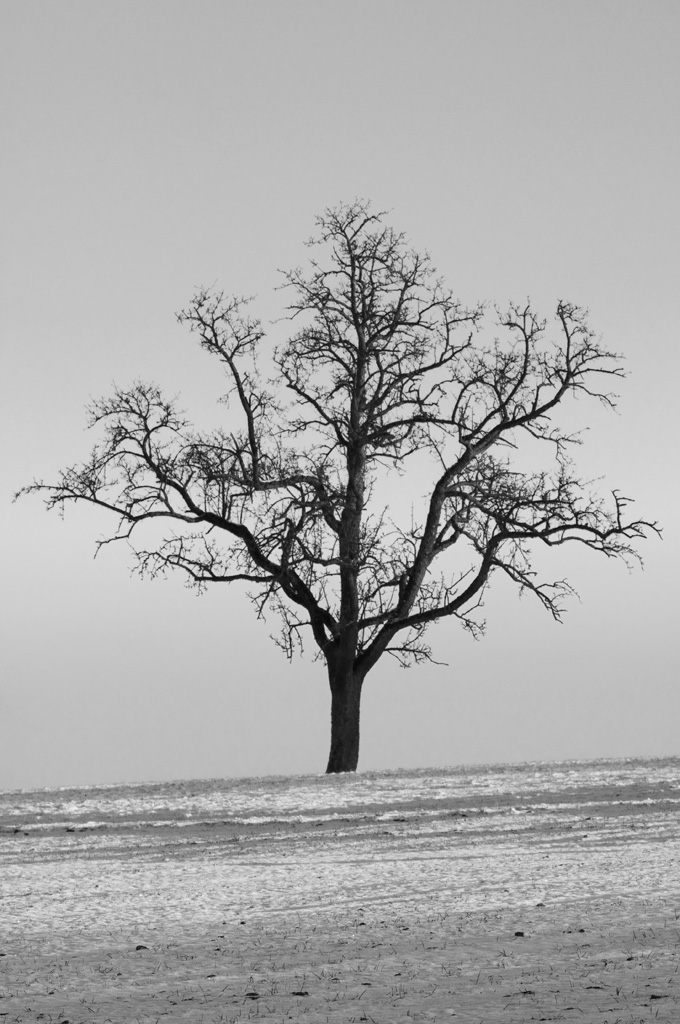 DSC 6354 baum sw f