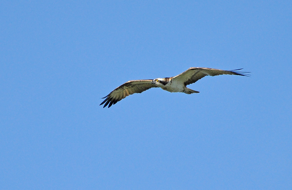 DSC 6376 Fischadler 1000