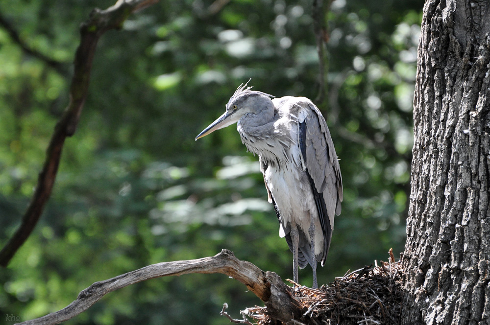 DSC 6420 khg
