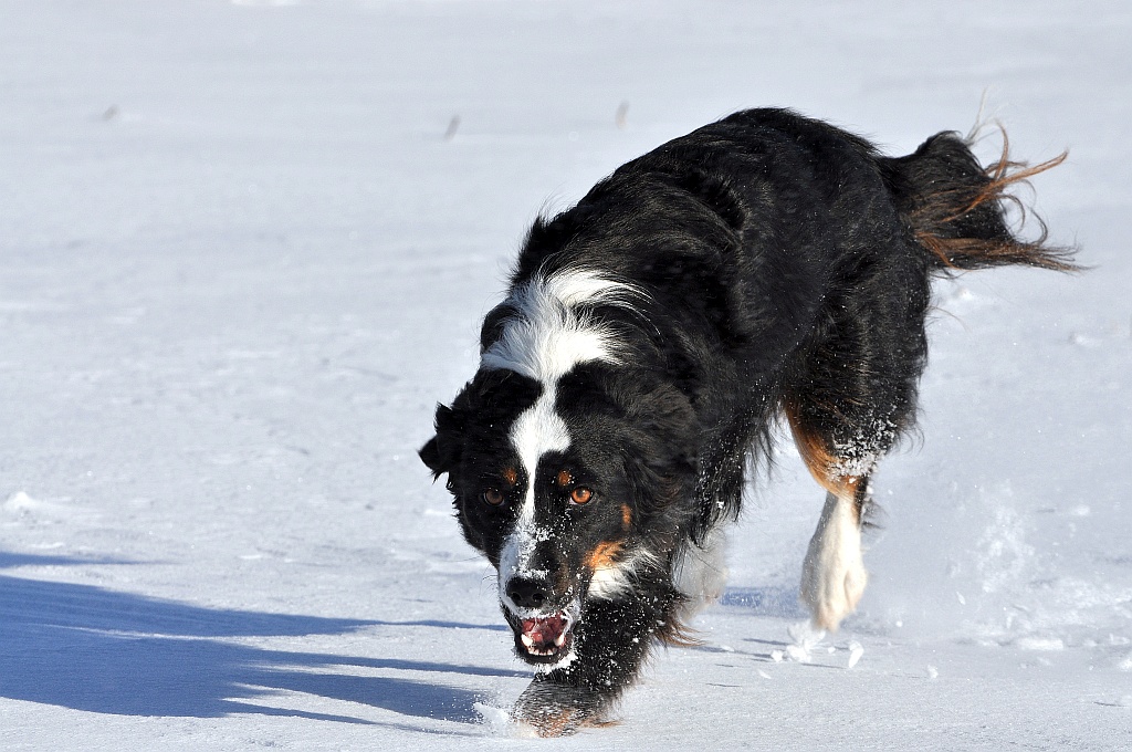 DSC 6434