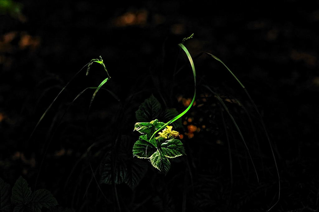DSC 6477pb