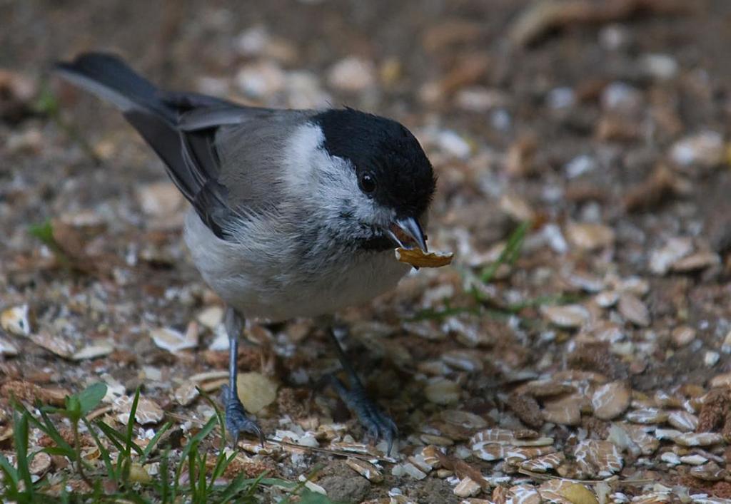 DSC 6478 Kopie crop