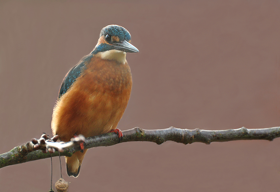 DSC 6491 Eisi 11 11 11