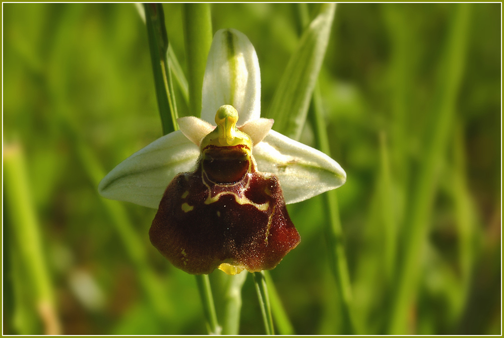 DSC 6493 Ophrys Holoserica 1000 R