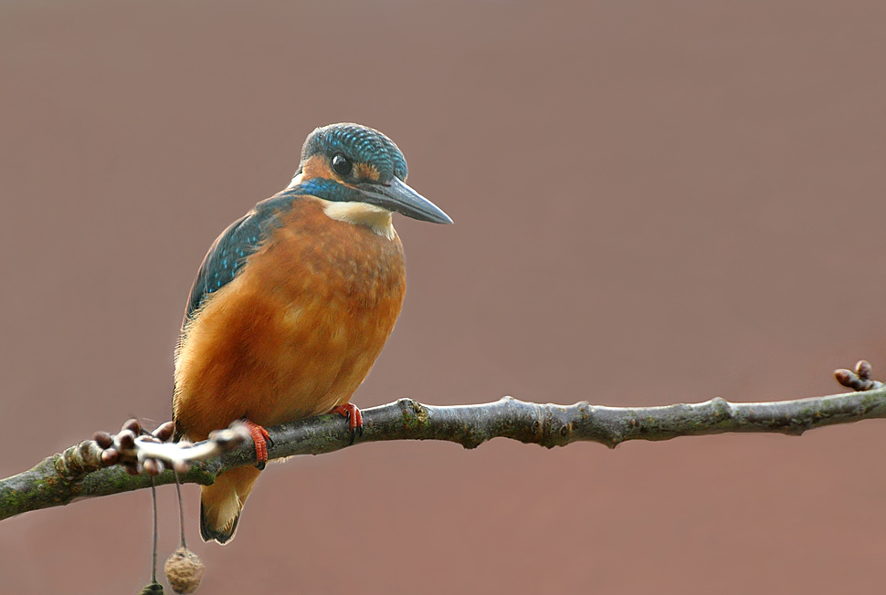 DSC 6498 Eisi 11 11 11