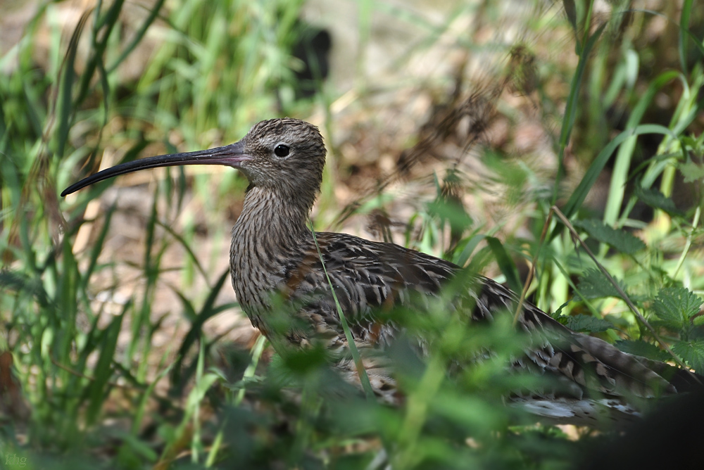 DSC 6519 khg, Regenbrachvogel