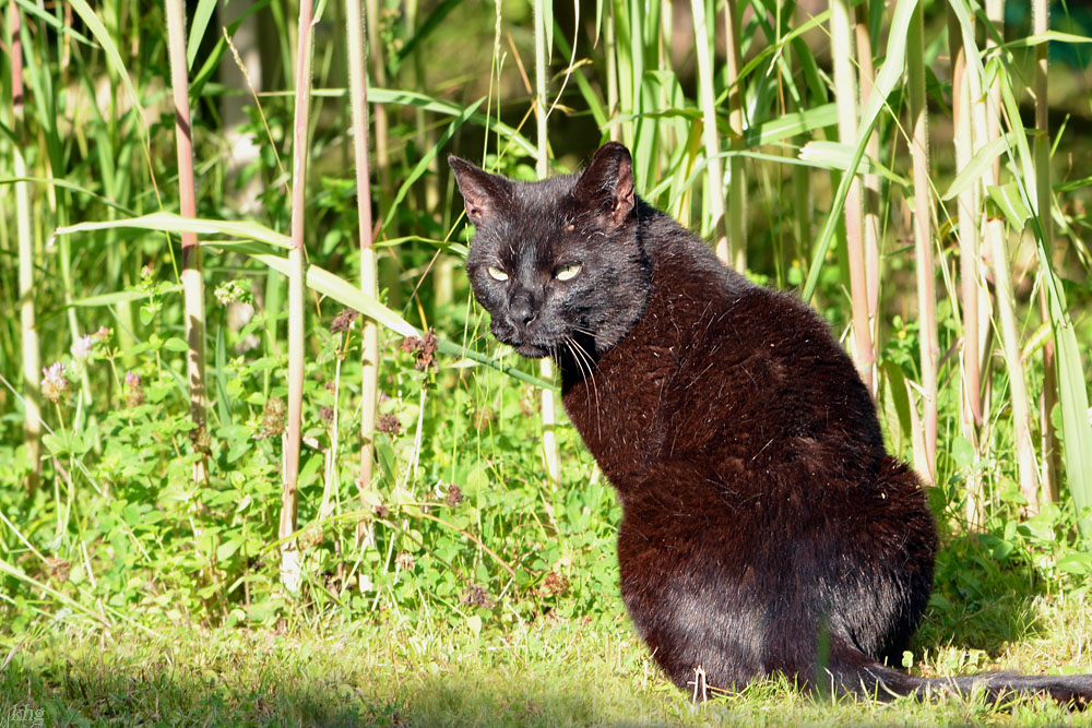 DSC 6617 Kater