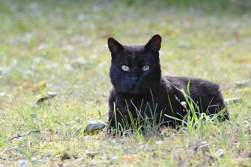 DSC 6628 Kater