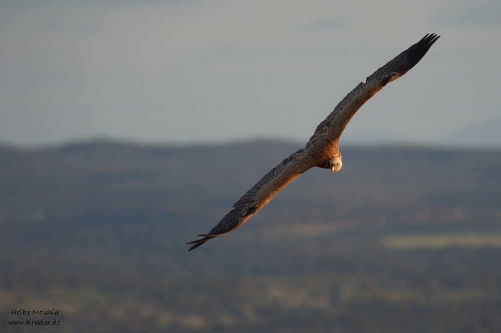 DSC 6637 NX