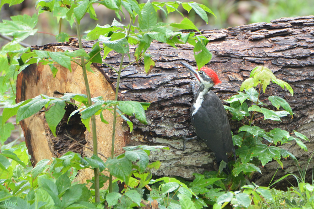 DSC 6653 Woodpecker