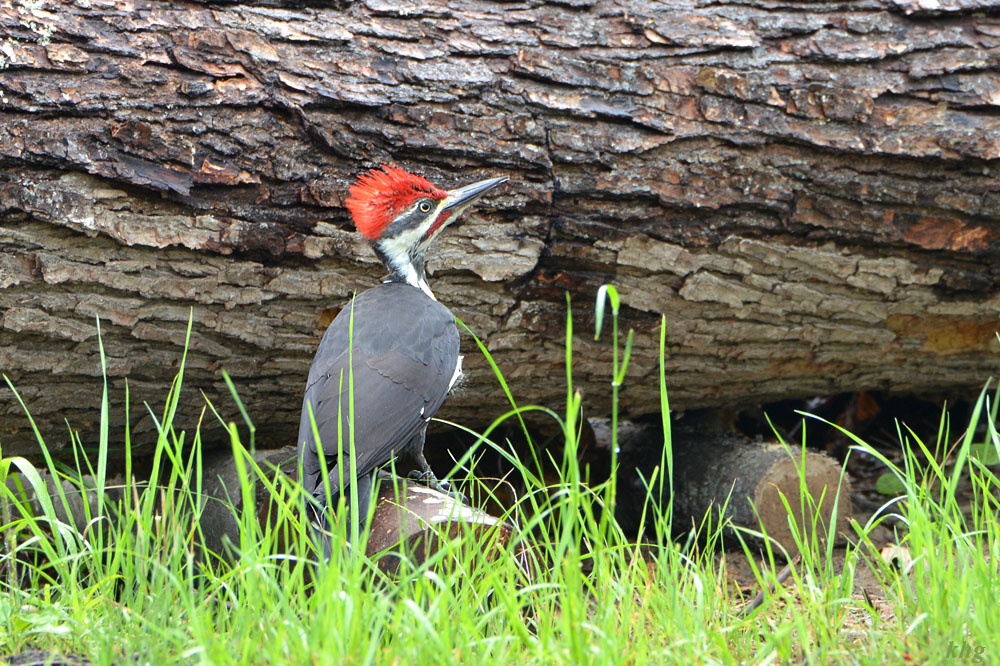 DSC 6659 Woodpecker