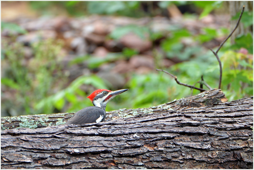 DSC 6661 Woodpecker
