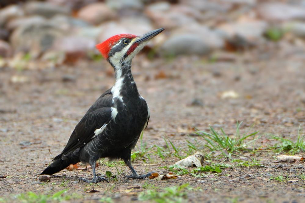 DSC 6675 Woodpecker