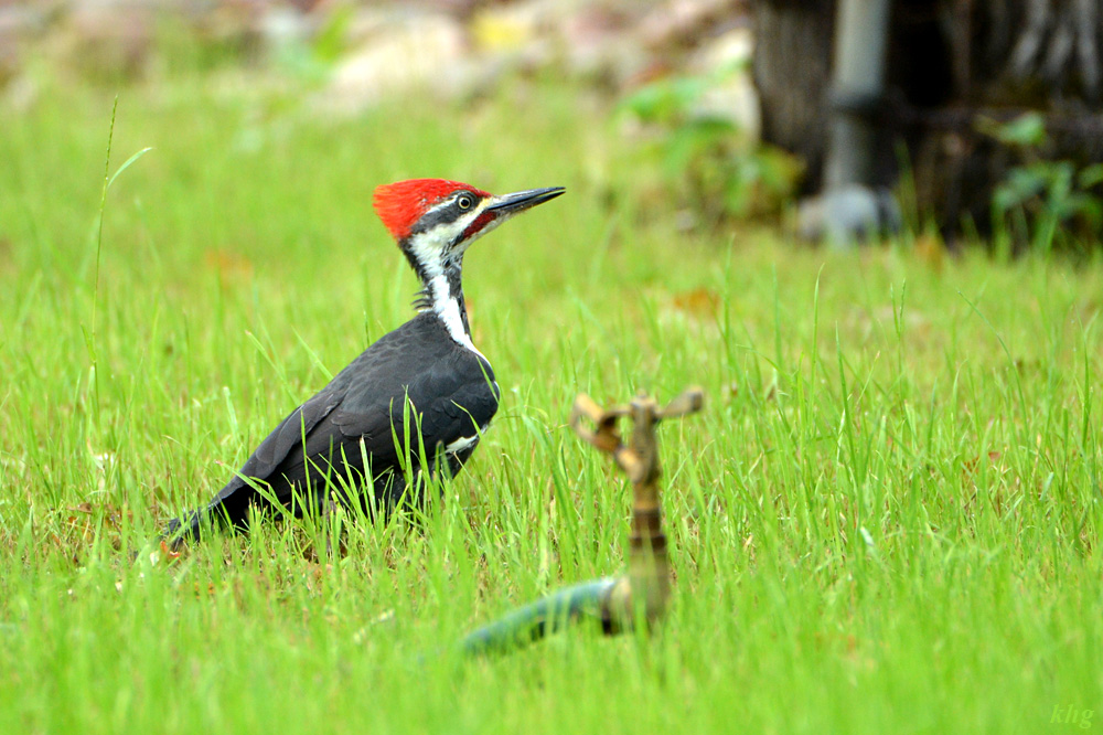 DSC 6682 Woodpecker