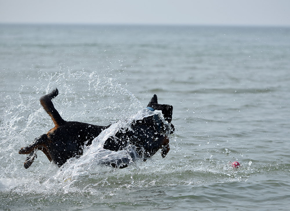DSC 6684 RottimixKrümel 14 4 13