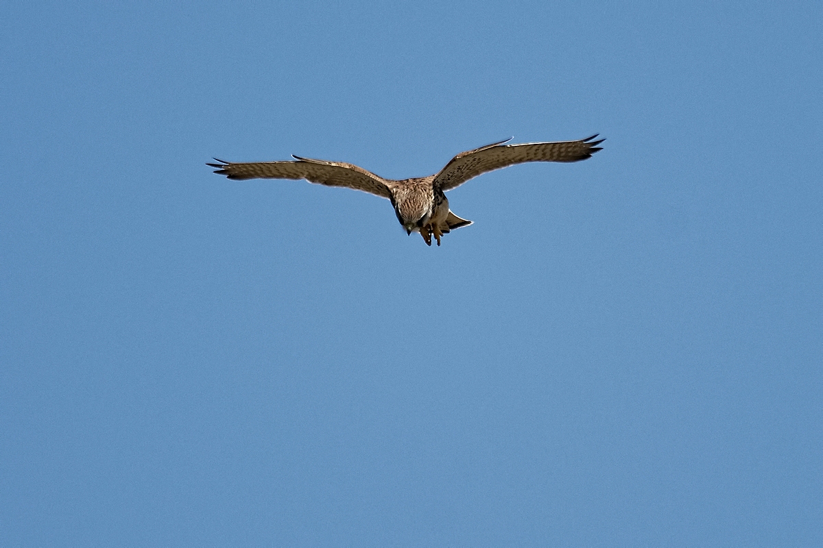 DSC 6684k