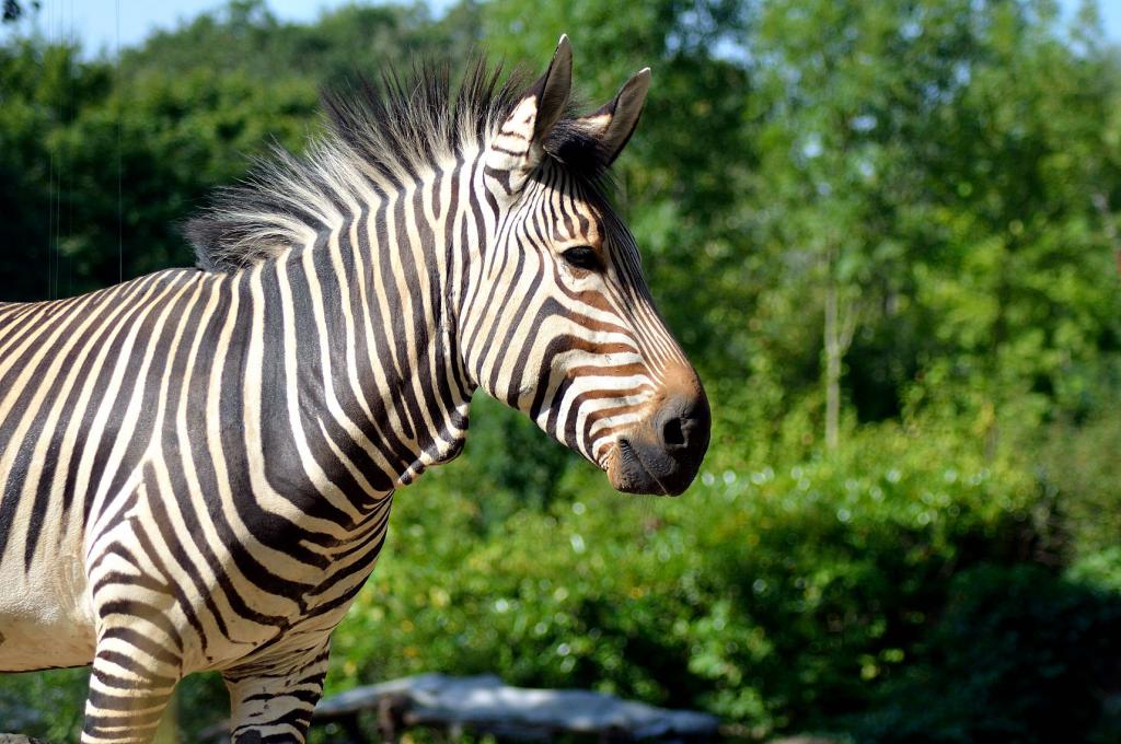 DSC 6699
Zebra