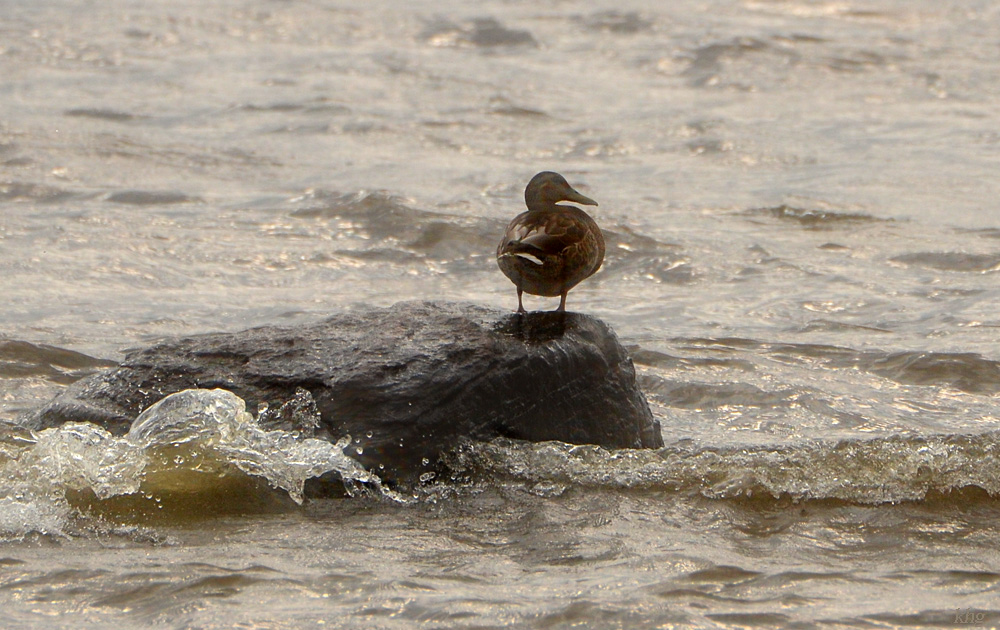 DSC 6707 Ente