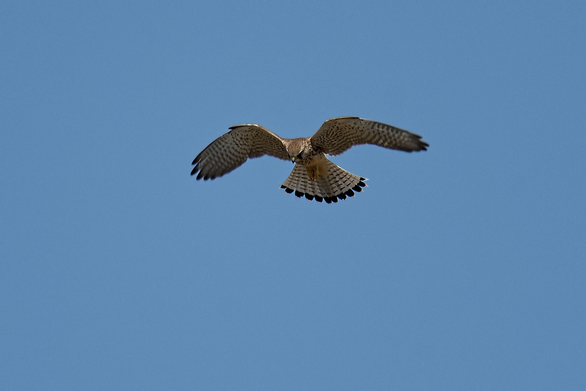 DSC 6716k