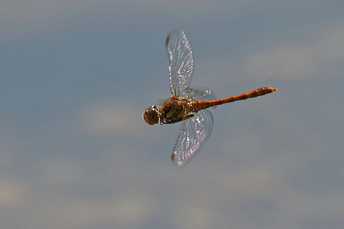DSC 6737k