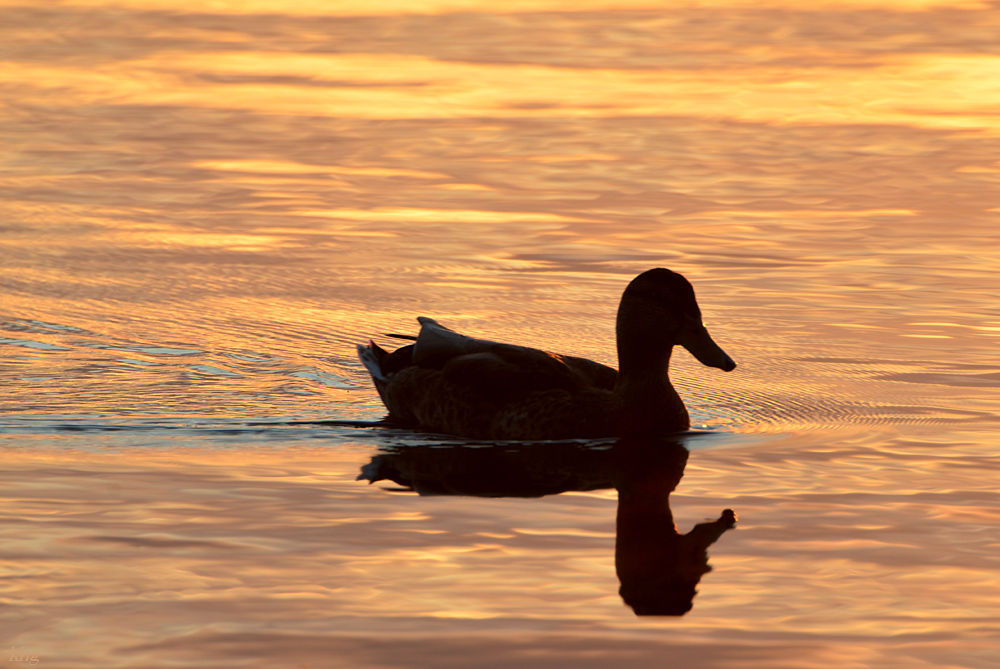 DSC 6742 Ente