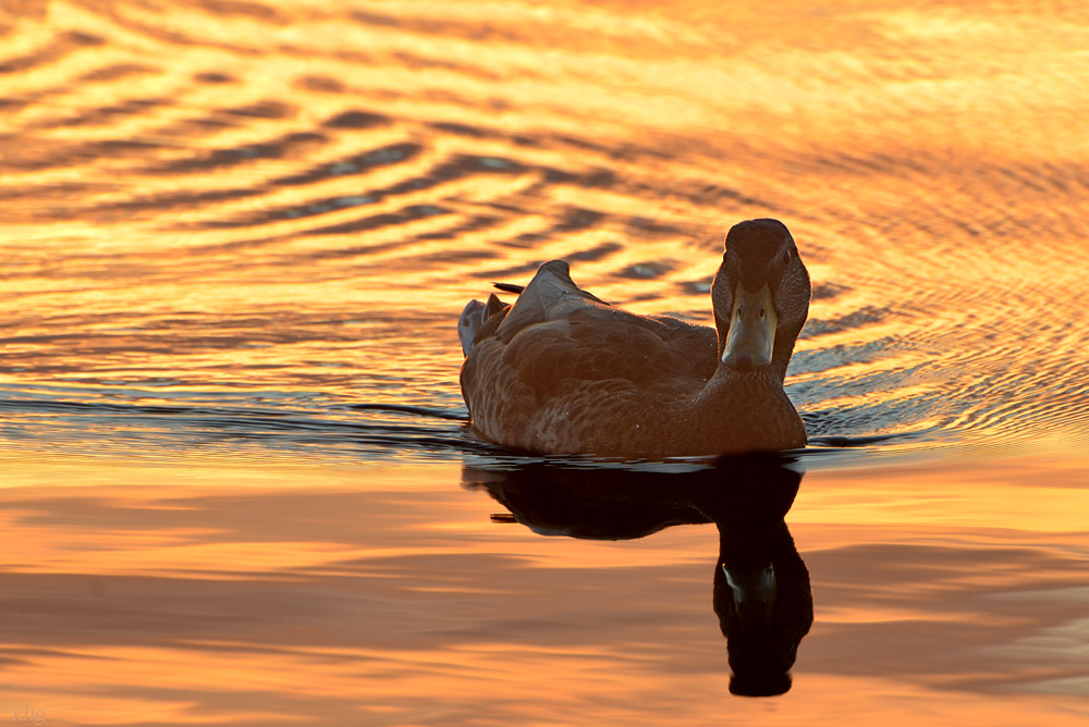 DSC 6743 Ente