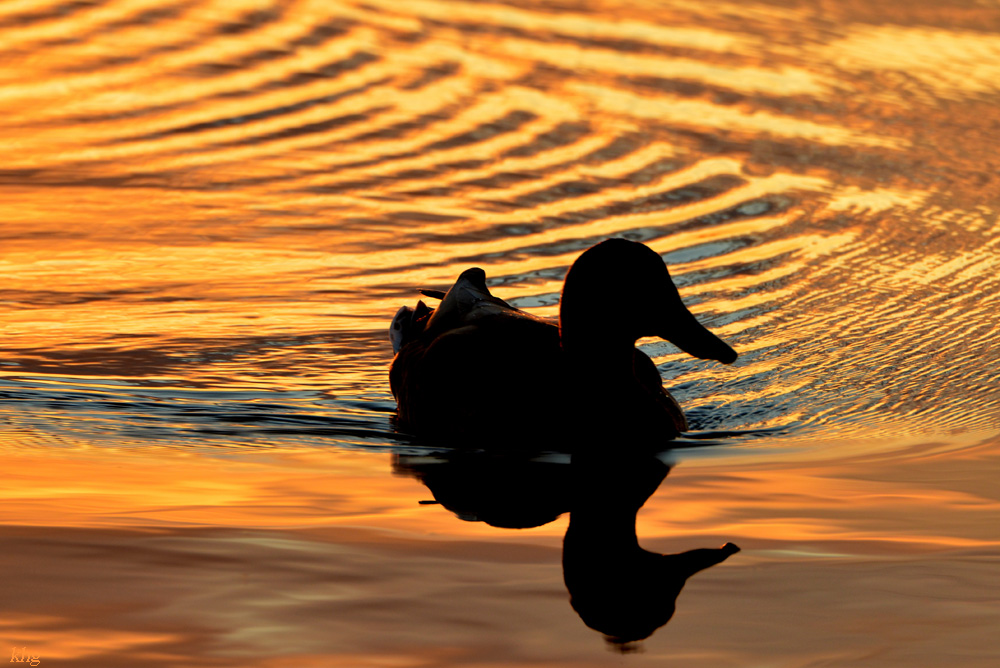 DSC 6744 Ente