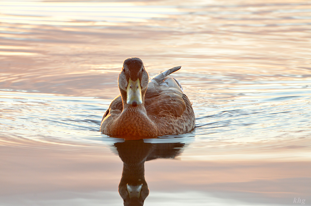 DSC 6749 Ente