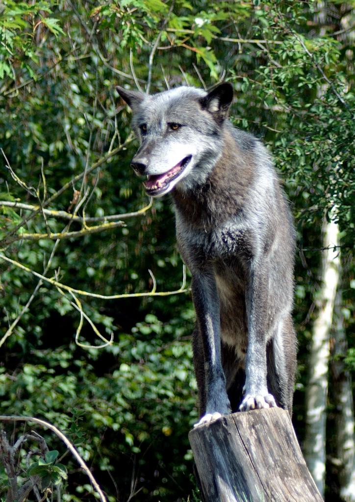 DSC 6751
Wolf