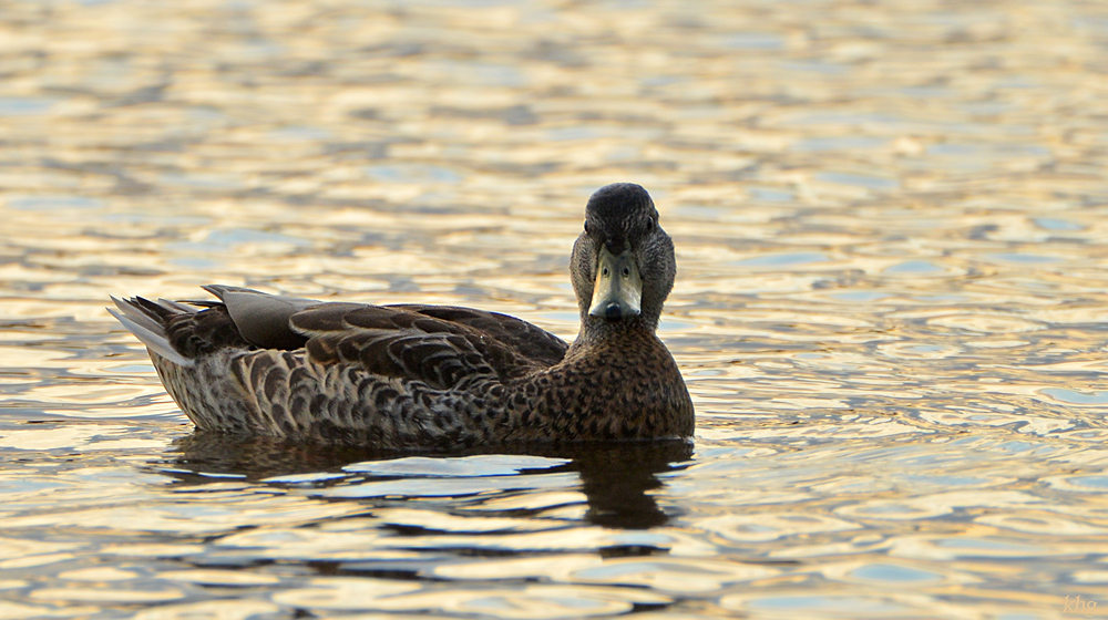 DSC 6788 Ente