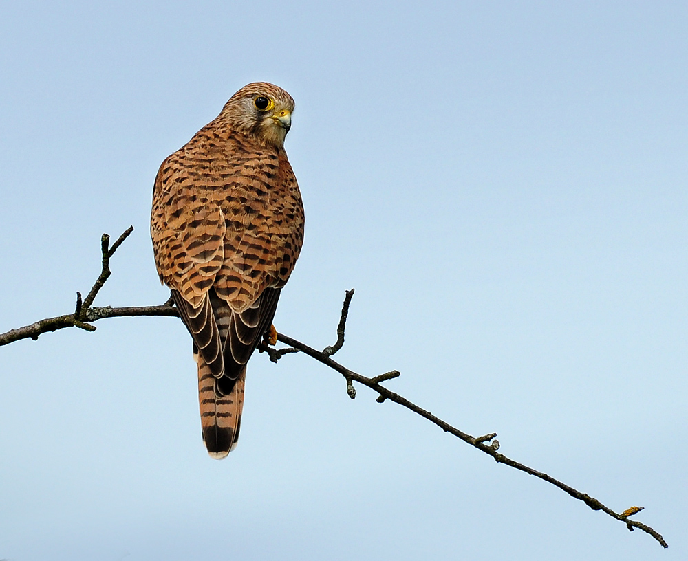 DSC 6807 Falkendame 1000