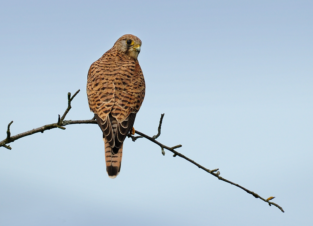 DSC 6807 Falkendame 2 1000