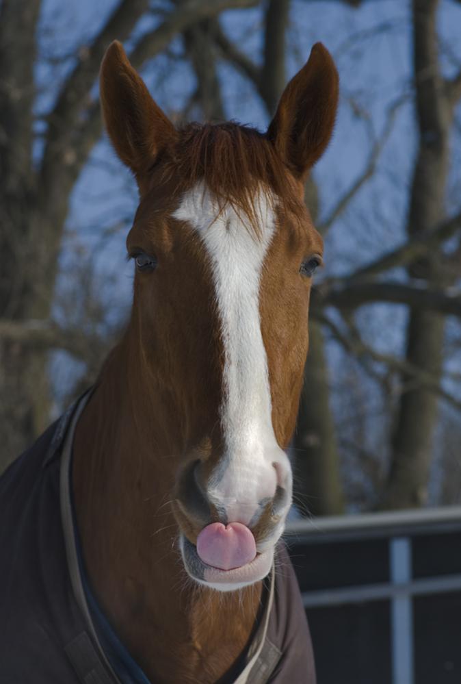 DSC 6816 R 1000