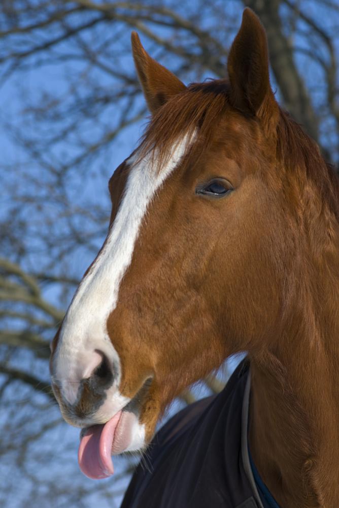 DSC 6822 R 1000