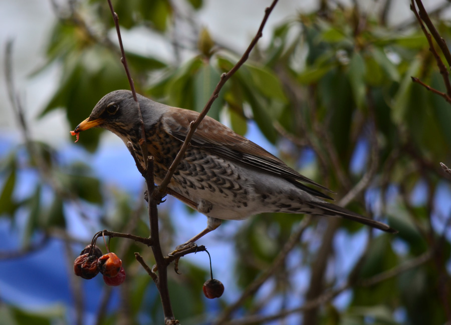 DSC 6869ko