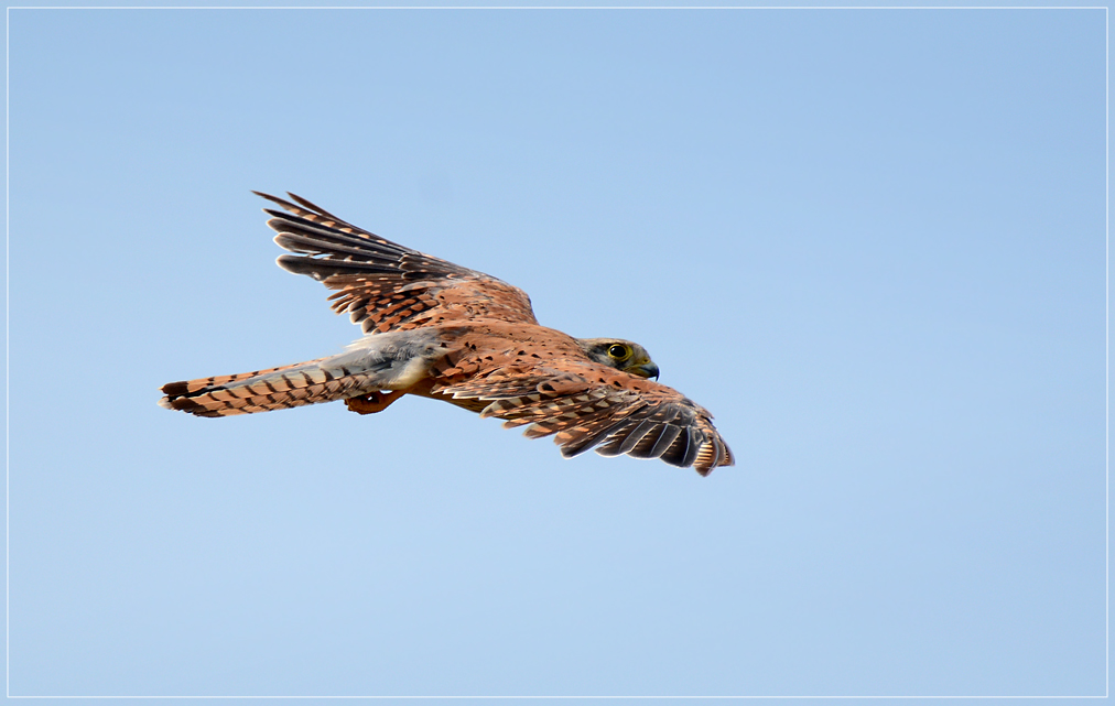 DSC 6875 Falke 1012R