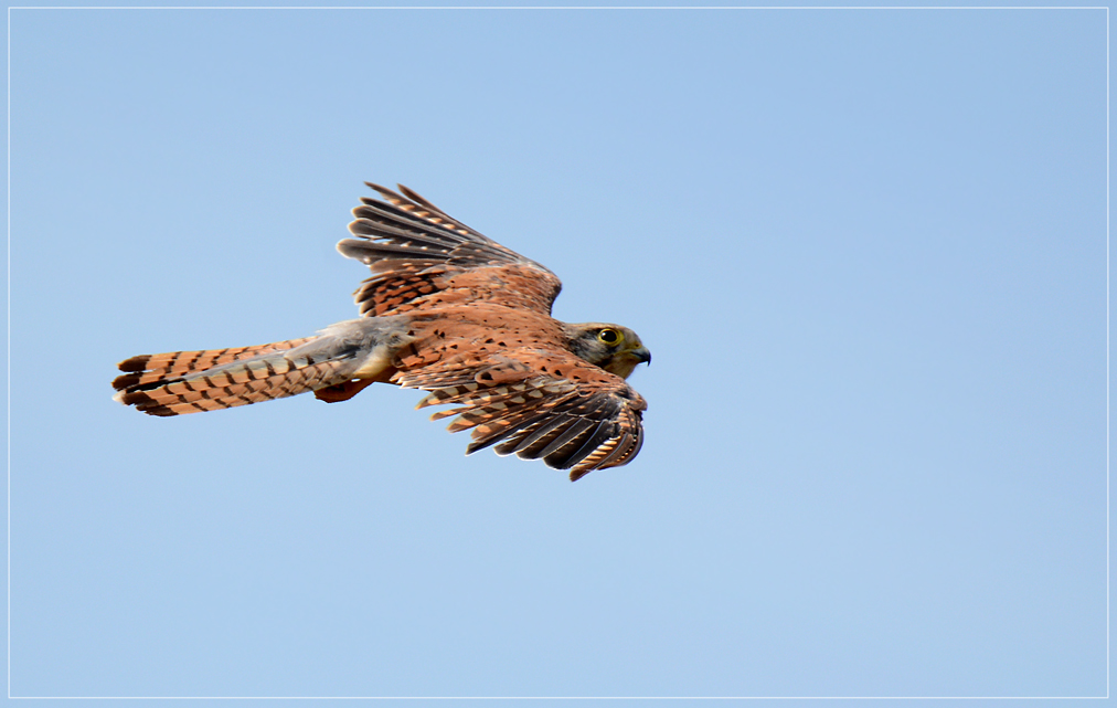 DSC 6876 Turmfalke 1012 R