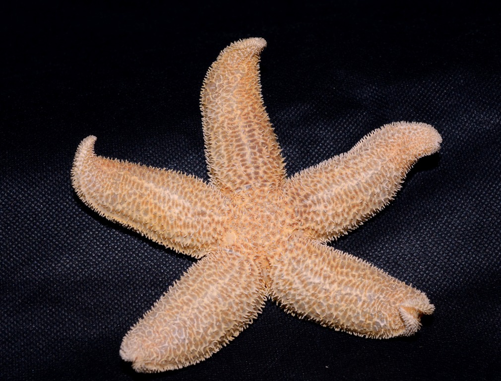 DSC 6878a