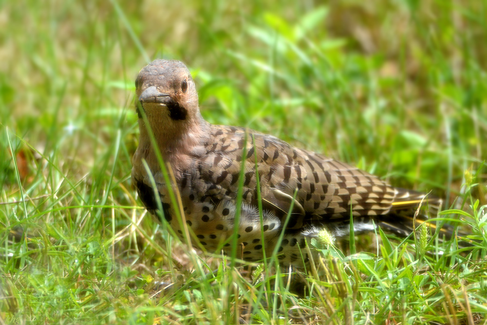 DSC 6902 Specht