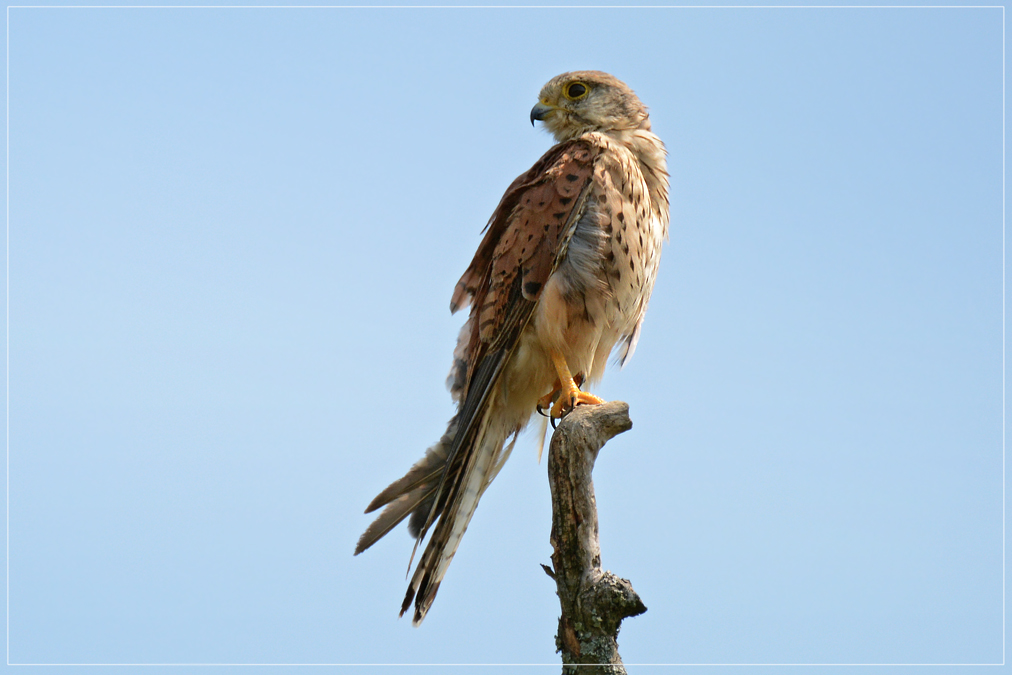 DSC 6909 Turmfalke 1012 R